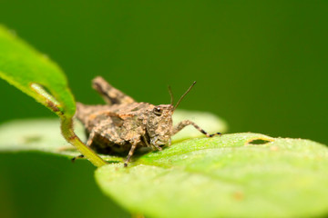 locust