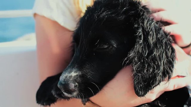 A four-month-old puppy sitting in her owners lap on her first boat-ride through Lake Simcoe in Muskoka, Ontario.