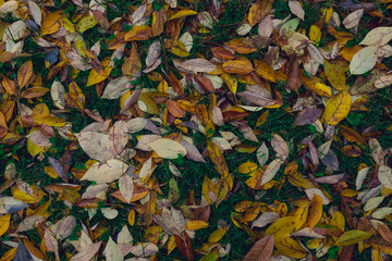 colorful autumn leaves on grass background