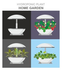 Vector illustration-Hydroponic system for growing different plants, strawberries, lettuce, oranges without soil, home garden installation.