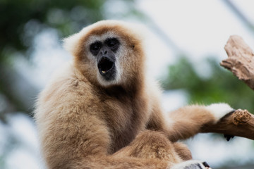 Singing Gibbon