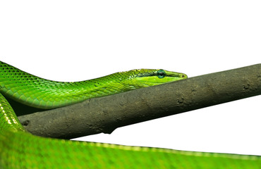Naklejka premium Red-Tailed Green Ratsnake on White Background with Clipping Path