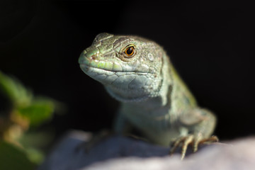 lizard on tree