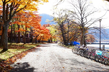 十和田湖畔の散策路(1)