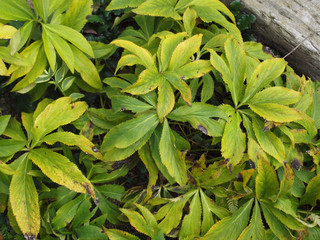 クリスマスローズ 秋の様子