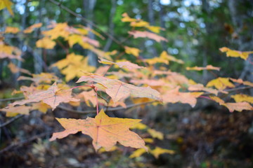 maple leaves in autumn