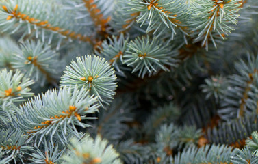 Fototapeta premium Young decorative blue spruce. Needles of blue spruce close-up. Texture. Natural blurred background.