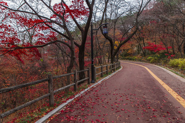 road in Namsan Park in Seoul surrounded by red and yellow autumn trees