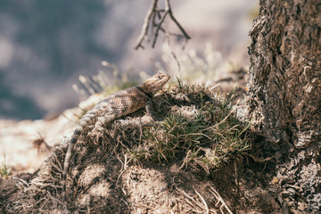 cute lizard climbing under the tree