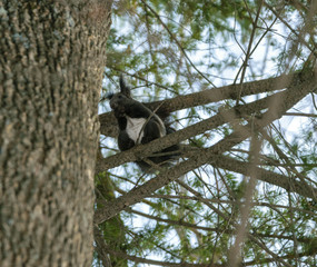 Obraz premium Squirrel in the winter forest. Selective focus.