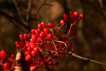 red berries on a tree