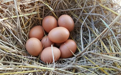 eggs put in the straw.