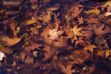 水に沈んだ落ち葉