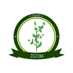 Jojoba. Branch, leaves, fruit. Sketch. Set. Color pattern. Logo, sticker, emblem