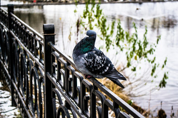 pigeon on fence
