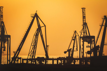 Sunset sea cranes silhouettes.