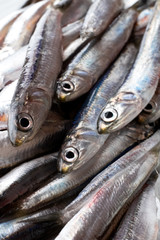 カタクチイワシ