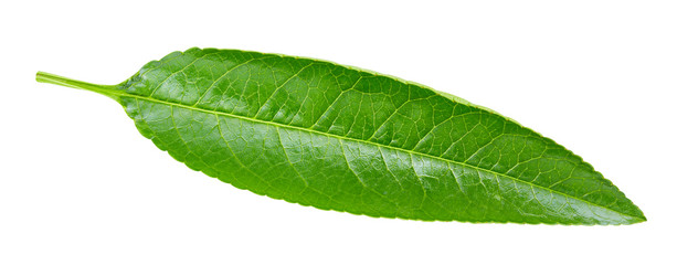 Obraz premium Peach leaf isolated