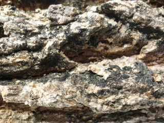 Wood tree texture background good use for any design you want