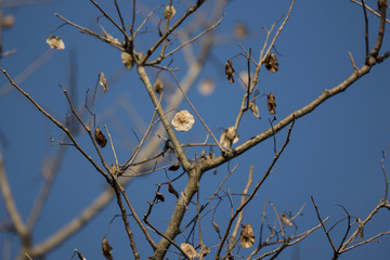 Brown dry leaf and flower of Burma padauk