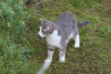 CHAT BLANC - MARRON - GRIS
