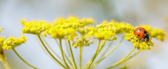 Fototapeta premium Biedronka siedmiopunktowa (biedronka, Coccinellidae) żerująca na kwiatach anyżu. Hrabstwo Santa Clara, Kalifornia, USA.