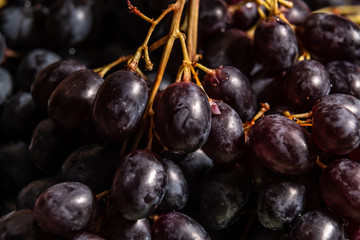 Blue grapes close up in the dark
