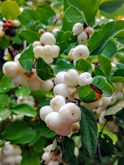 A cluster of snowberries