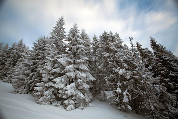 Snowy fir trees