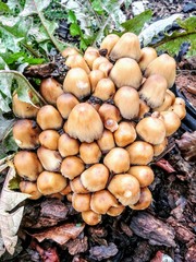 Cluster of mushrooms