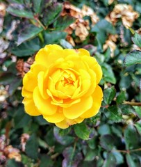 Yellow garden rose