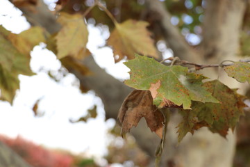 Drying leaves, fall art