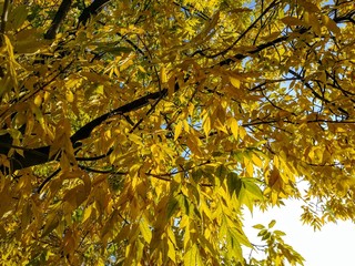 Blue afternoon sky through an ash tree