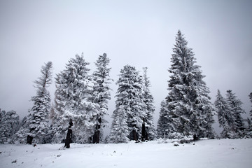Naklejka premium Snowy fir trees