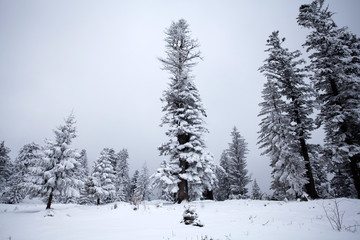 Snowy fir trees