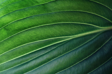 Tropical leaf close up. Ecological organic simple background