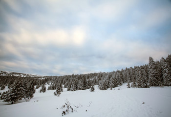 Snowy fir trees
