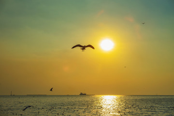 Fototapeta na wymiar seagull birds flying in sunset over the sea