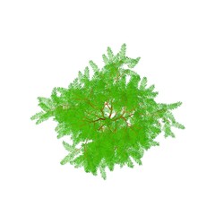 Albizia tree. Isolated on white background.Cartoon style. Top view.