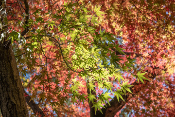 佐賀県 祐徳稲荷神社の紅葉 Wall Mural Wallpaper Murals Yoshihiro Okamoto