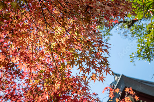 佐賀県 祐徳稲荷神社の紅葉 Wall Mural Wallpaper Murals Yoshihiro Okamoto