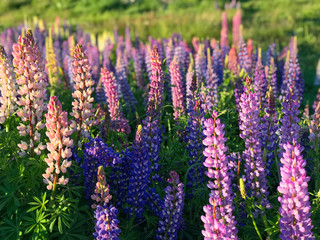 Beautiful lupin flowers in lake Tekapo pink purple white yellow blue color with turquoise blue water and mountain with snowy cap in New Zealand in spring time blur background wallpaper