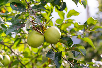 Two Apples hanging on an Apple Tree with blurry background