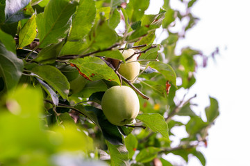 A few Apples hanging on an Apple Tree and are surrounded by many leaves