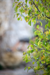 Photo of green leaves on blurred background summer