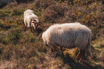 A herd of Haether Sheep grazing at the Drenthse AA area, near the Town of Zeegse, at the moorlands,...
