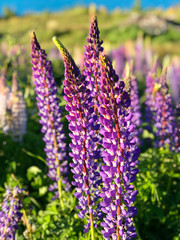 Beautiful lupin flowers in lake Tekapo pink purple white yellow blue color with turquoise blue water and mountain with snowy cap in New Zealand in spring time blur background wallpaper