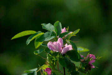 Obraz premium FLOWERS - dogrose on green background