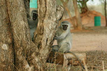 Obraz premium Monkeys