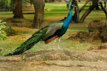 Peacock